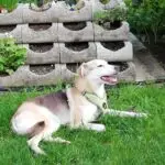 Profil Lunis